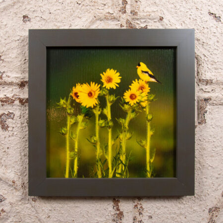 goldfinch on the indian lake segment of the ice age trail