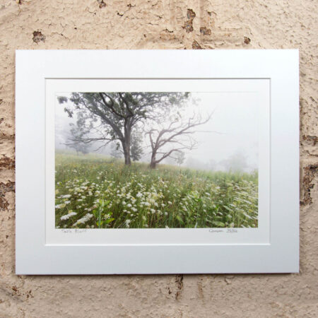 the springfield hill segment of the ice age trail