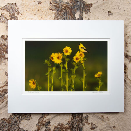 a goldfinch along the indian lake segment of the ice age trail