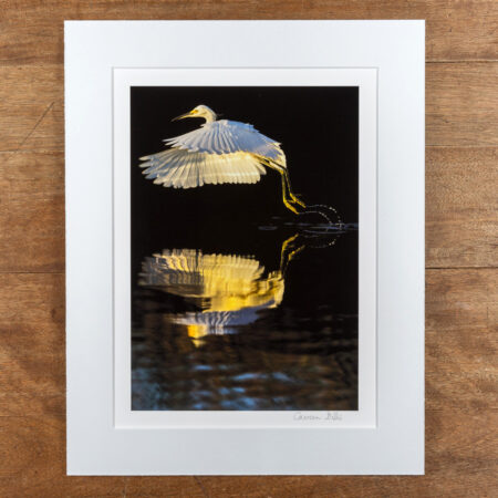 a snowy egret taking flight in the florida everglades